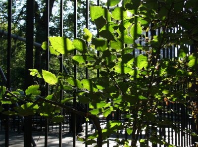 Witch Hazel Foliage at the Toddler's Playground