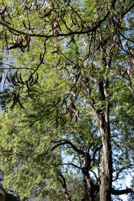 Honey Locust Foliage