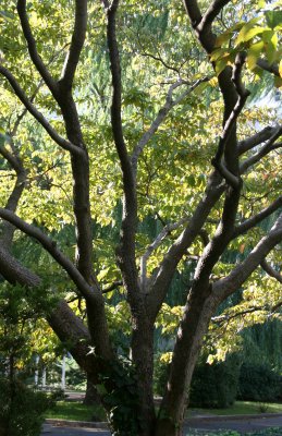 Dogwood Tree Foliage