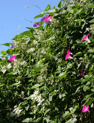 Morning Glories & Clematis