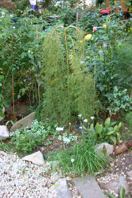 Siberian Weeping Walker Tree