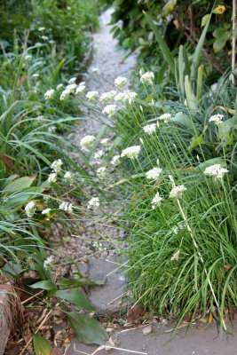 Allium or Garlic Chive Blossoms