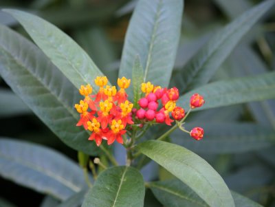 Asclepias or Milkweed at NYU Sports Center Garden