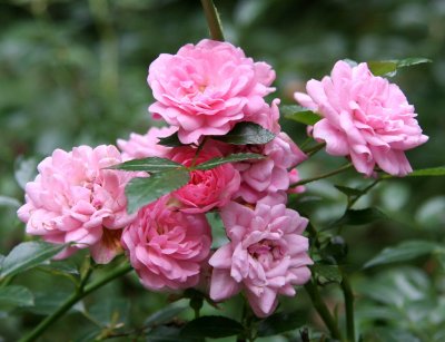 Pink Rose Bush Bouquet - Presbyterian Church Garden