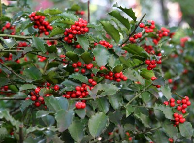 Holly Berries