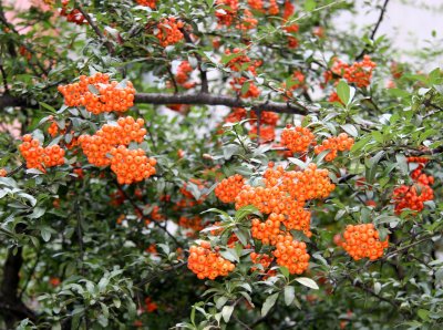 Pyracantha Berries