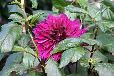 A Discreet Magenta Dahlia