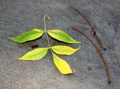Elm Foliage on a Sidewalk after Rain
