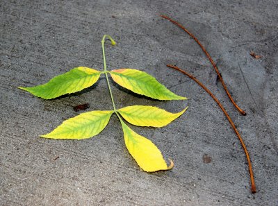 Elm Foliage on a Sidewalk after Rain