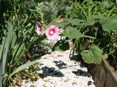 Hollyhock Blossom in a Garden Path