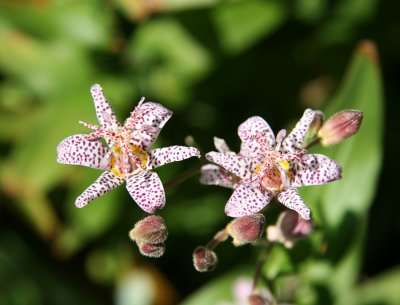 Tricyrtis or Toad Lily