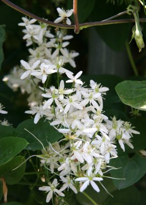 Paul Fargis Clematis