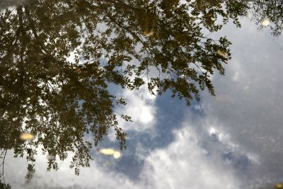 Foliage & Sky Reflection in a Puddle