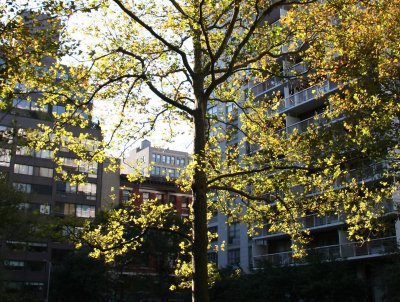 October Morning - Sycamore Tree