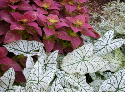 Caladium & Coleus at NYU Sports Center Garden