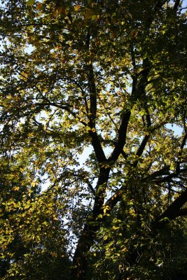 Elm Tree Foliage