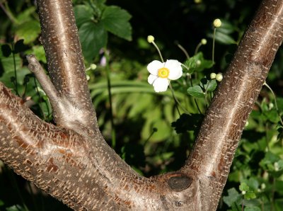 Peach Tree & Japanese Anenome