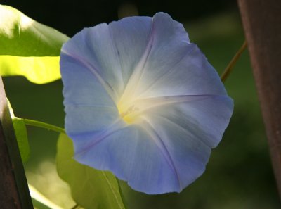 Ipomoea or Heavenly Blue Morning Glory
