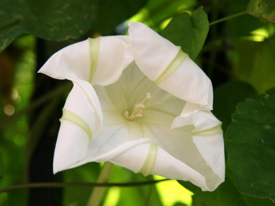 Ipomoea or Moonflower Closing with the Sunrise