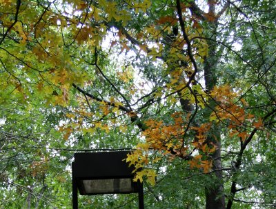 Oak Tree Foliage - NYU Silver Towers Residence