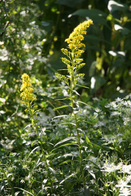 Golden Rod