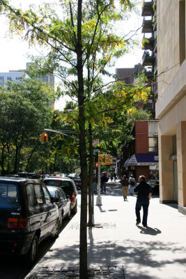 South Downtown View - Locust Trees