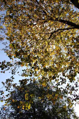 Golden Elm Tree Foliage