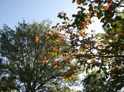 Ornamental Cherry Tree Foliage and an Oak Tree
