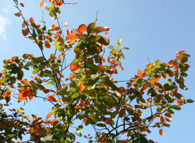 Ornamental Cherry Tree Foliage