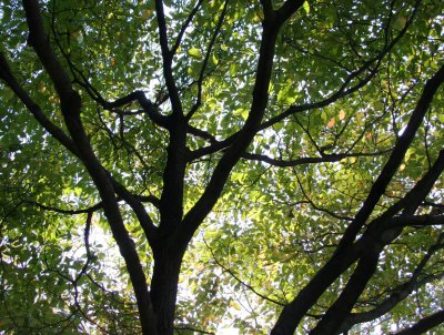 Elm Tree Foliage - NYU Silver Towers Residence