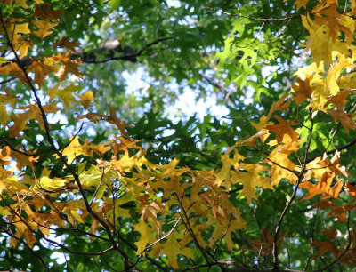 Oak Tree Foliage - NYU Silver Towers Residence
