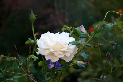 French Lace Rose in a Morning Glory Vine