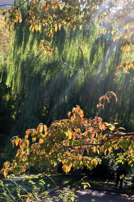 Dogwood & Willow Tree Foliage
