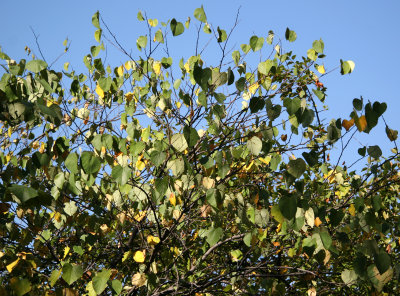 Cercis Tree Foliage