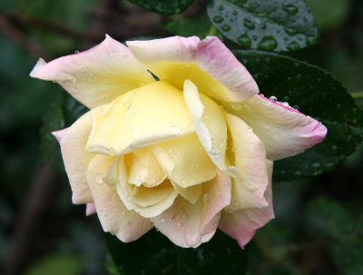 Rose after Rain