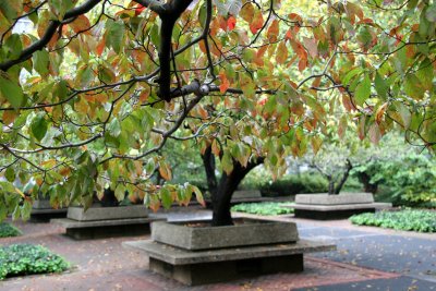 Dogwood Foliage with Crab Apple Trees