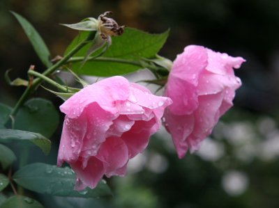 Pink Roses after Rain