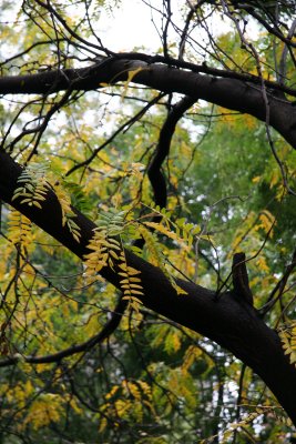 Locust Tree Foliage