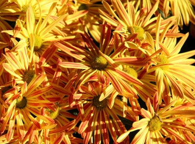 Sun Burst Chrysanthemums