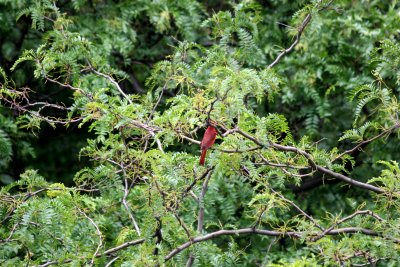 Cardinal in a Honey Locust Tree