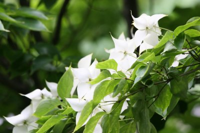 Dogwood Blossoms