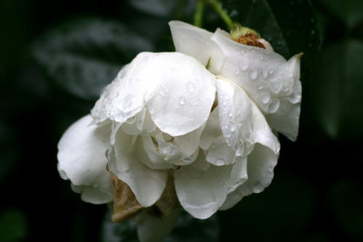 White Rose after Rain
