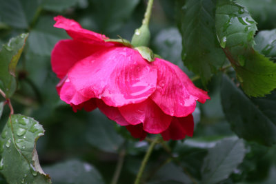 Red Rose after Rain