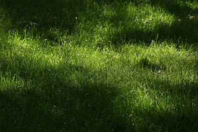 Dappled Light on Grass