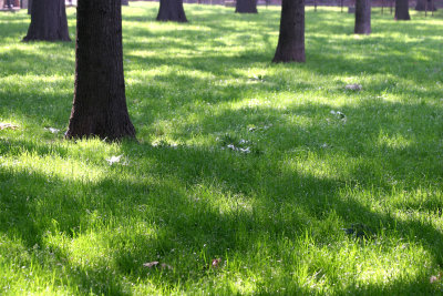 Dappled Light on Grass with Oak Tree Trunks