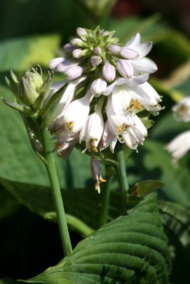 Hosta Blossoms