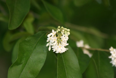 Ligustrum Vulgare