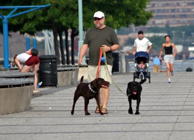 Walking the Dogs on Christopher Street Pier