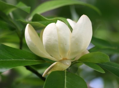 Magnolia Blossom