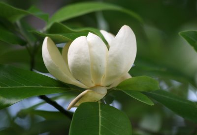 Magnolia Blossom